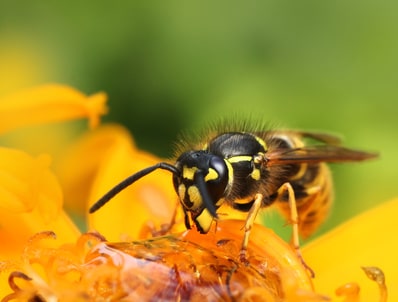 Bees & Wasp Treatment