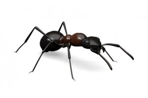 Black Ant