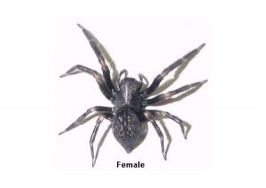 Black House Spider