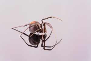 Red-Back Spider