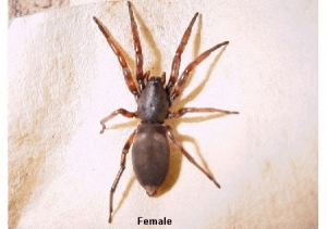 White Tail Spider