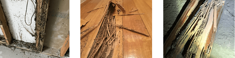 Termite Technology- Damages