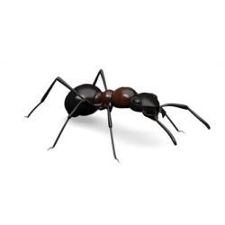 Ant