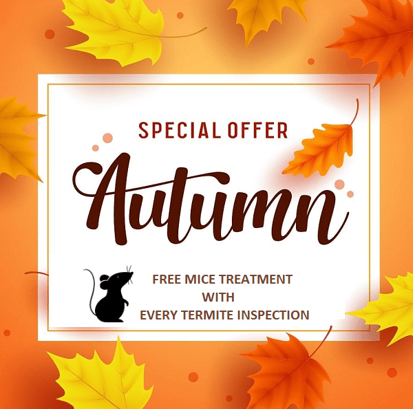 Termite-Technology-Autumn-Special-offer